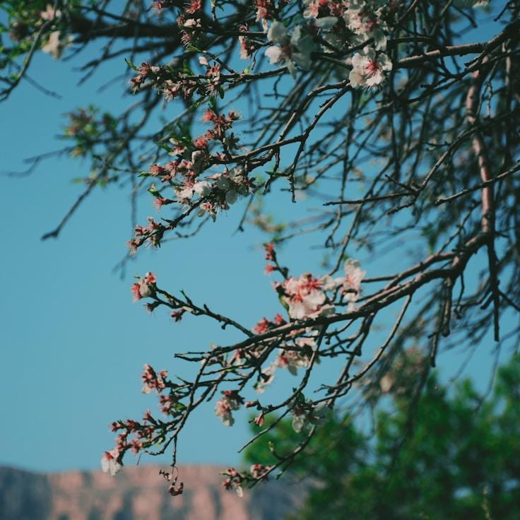Alpine wilderness landscape